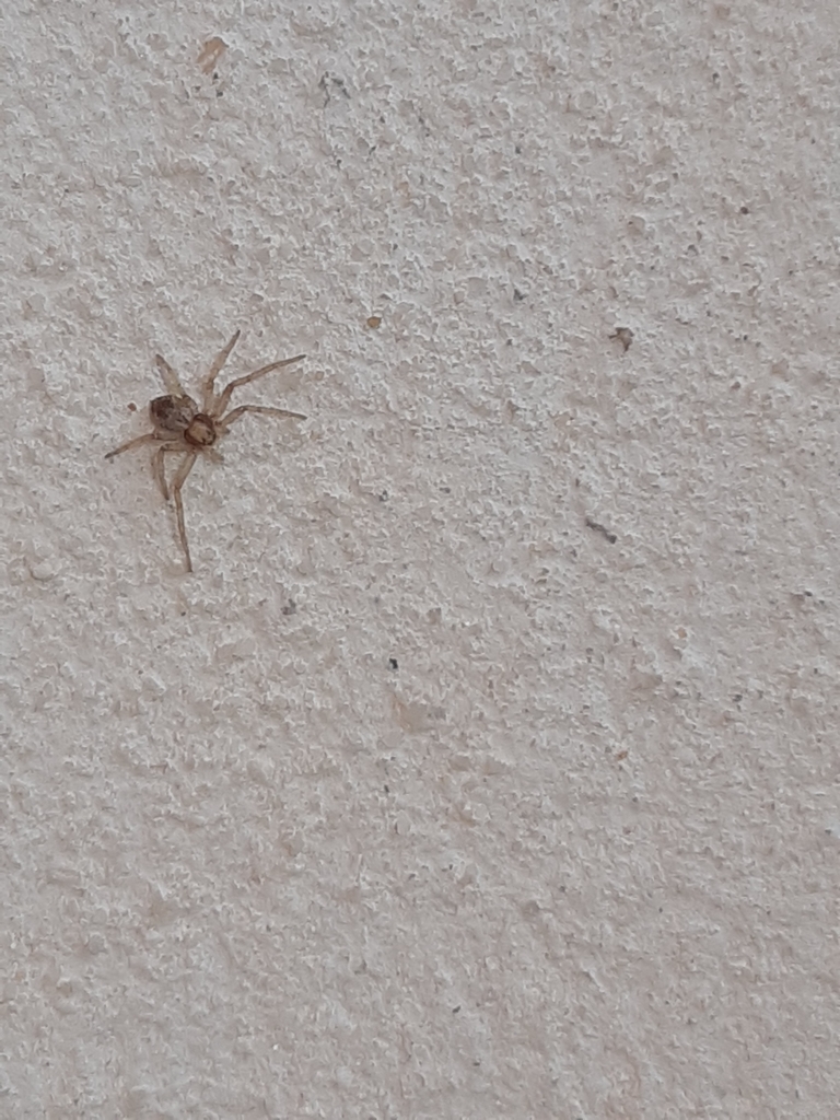 Running Crab Spiders from Sivros Lefkadas Synoikia Ag.Nikolaos, Συβρος