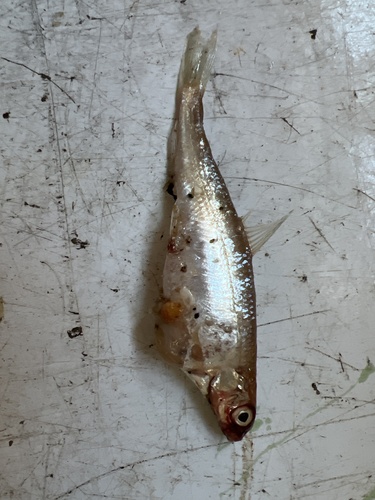 Pygmy Whitefish