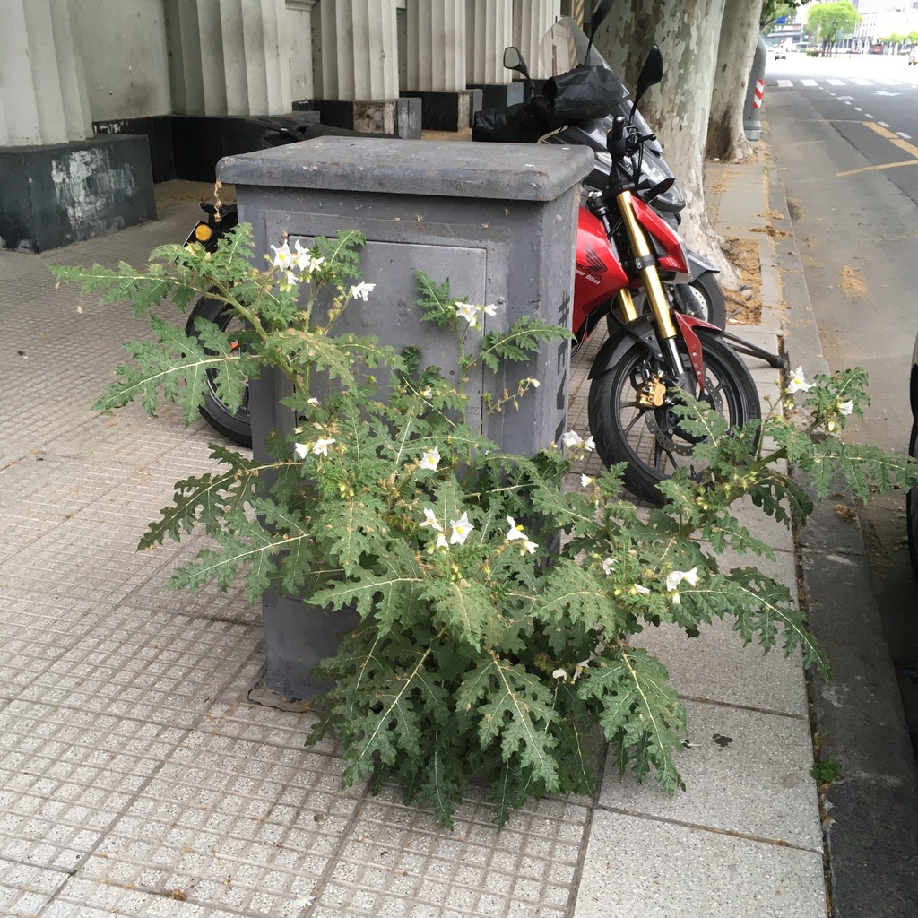 Joá-bravo (Solanum sisymbriifolium) - PictureThis