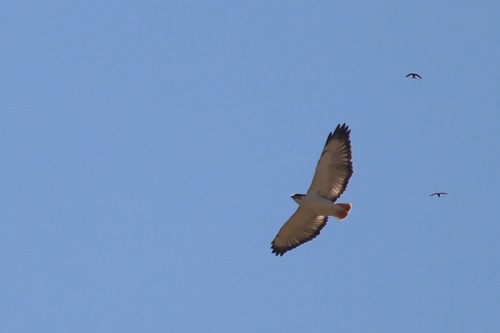 Augur Buzzard