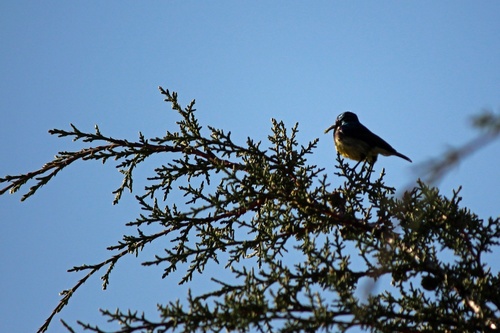 Variable Sunbird