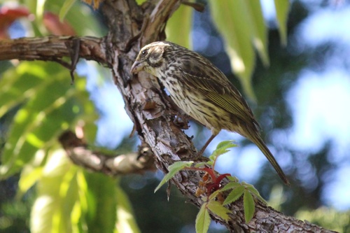 Streaky Seedeater