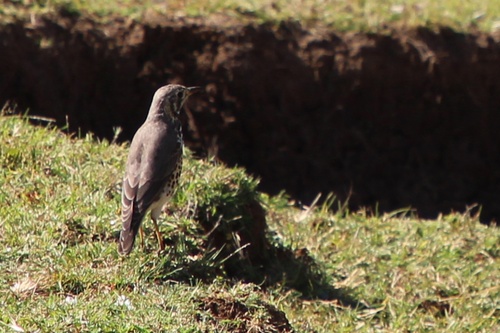 Ethiopian Thrush