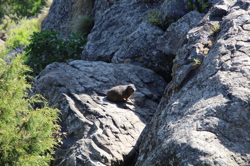 Northeastern Rock Hyrax