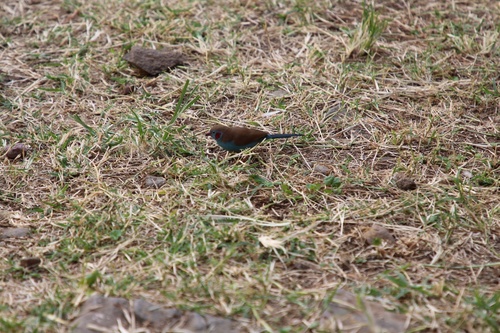 Red-cheeked Cordonbleu