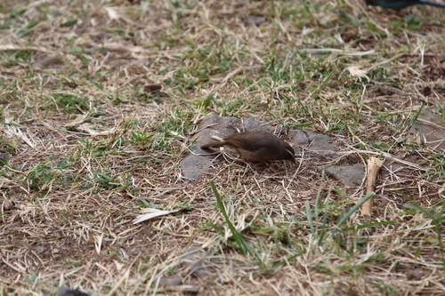 Brown-rumped Seedeater