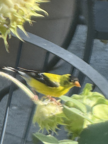 iNaturalist observation 2025-08-19