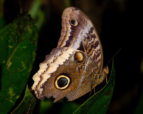 Caligo telamonius - Wikipedia