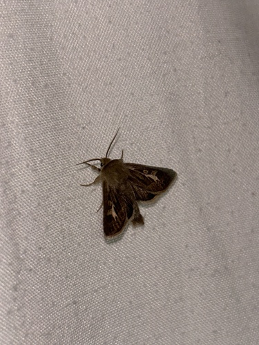 Antler Moth
