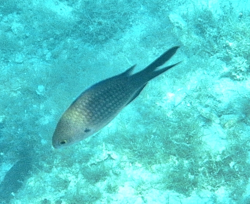 Chromis chromis