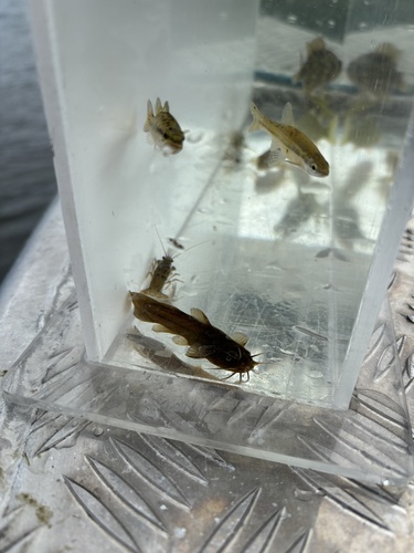 Noturus gyrinus