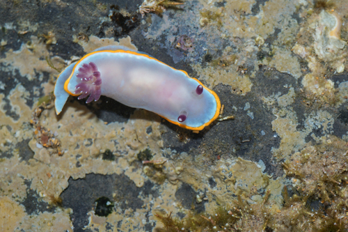Rudmania purpurea