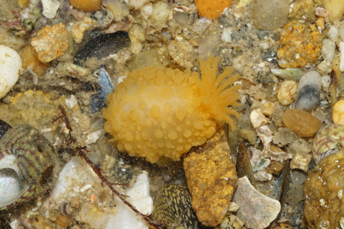 Warty Doris