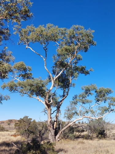 Gum-barked Coolibah
