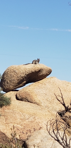 iNaturalist observation photo of California Ground Squirrel