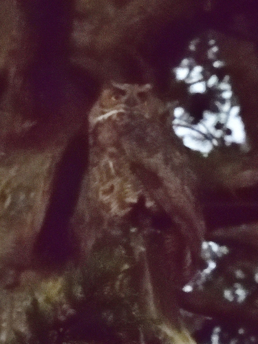 View observation of {o.common_name} on iNaturalist