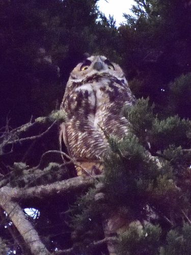 View observation of {o.common_name} on iNaturalist