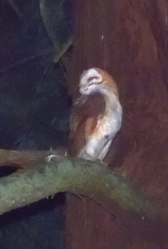 View observation of {o.common_name} on iNaturalist