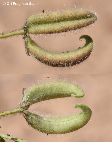 Astragalus commixtus