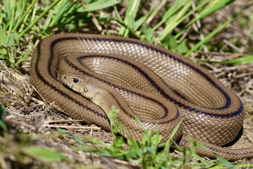Ladder Snake