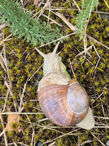 Helix pomatia