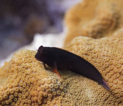 Ophioblennius atlanticus
