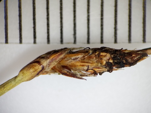 Pelkinis duonis nuotrauka