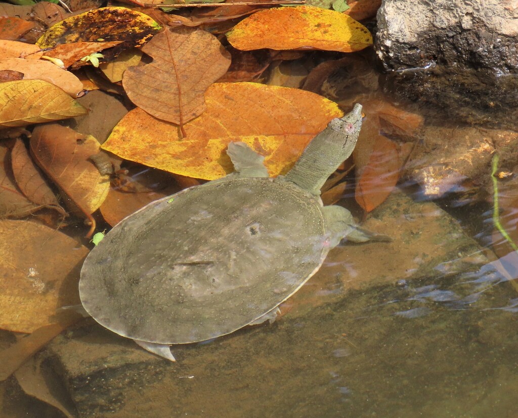 chinese-softshell-turtle-in-april-2021-by-bosco-chan-inaturalist