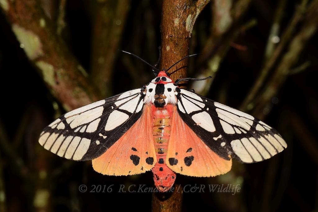 White Cedar Moth (Erebidae Moths of SW Australia) · iNaturalist