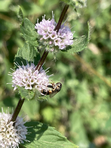 Unknown species found near Montana, US