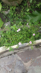 Portulaca grandiflora image