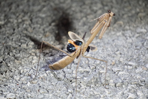 Phasmomantis sumichrasti