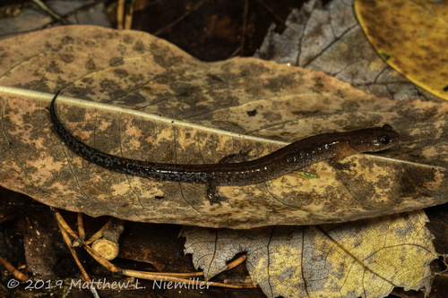 Southern Zigzag Salamander