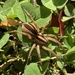 Dotted Wolf Spider - Photo (c) Dickie Riggs, all rights reserved, uploaded by Dickie Riggs