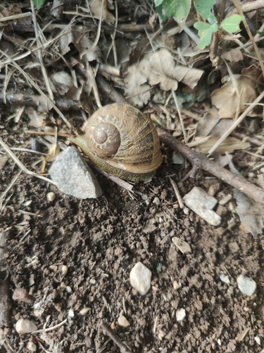 Cornu aspersum