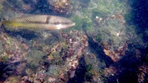 Spinster Wrasse