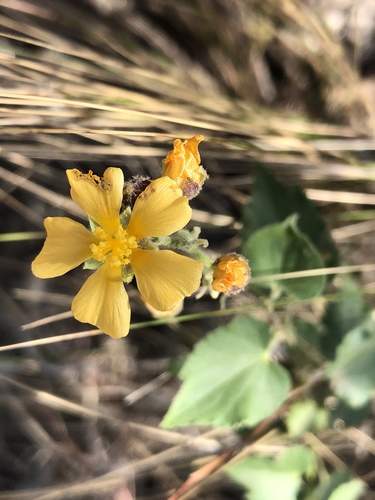 Wissadula gymnanthemum · iNaturalist