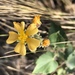 Wissadula gymnanthemum - Photo (c) Rafa Lara, all rights reserved, uploaded by Rafa Lara