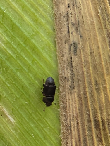 Desert Corn Flea Beetle