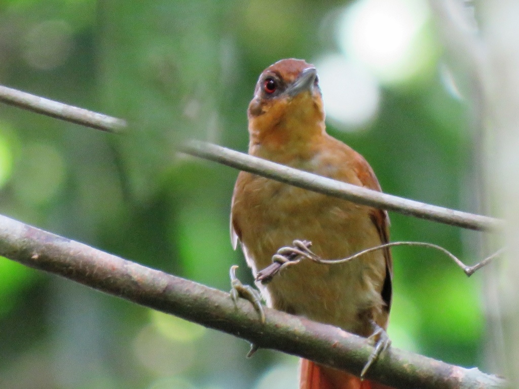 Brown-rumped Foliage-gleaner (Automolus melanopezus) photo