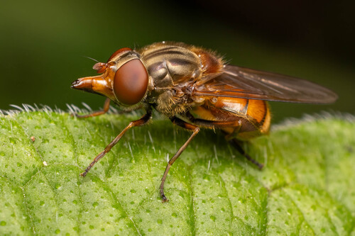 Heineken Fly