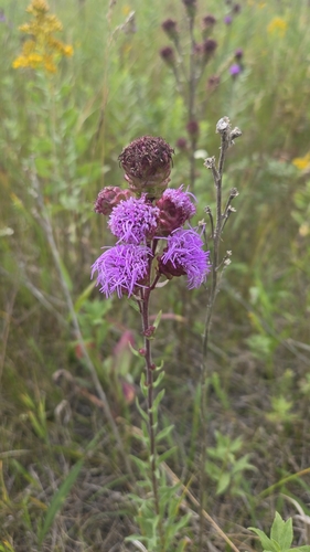 Rocky Mountain blazing star