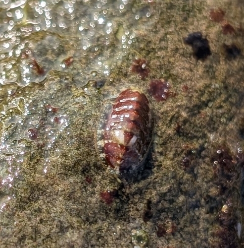 Lepidochitona cinerea