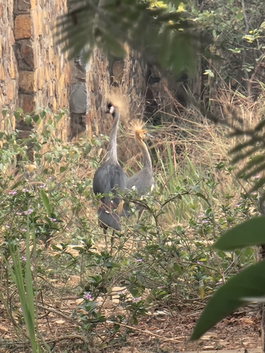 East African Crowned Crane