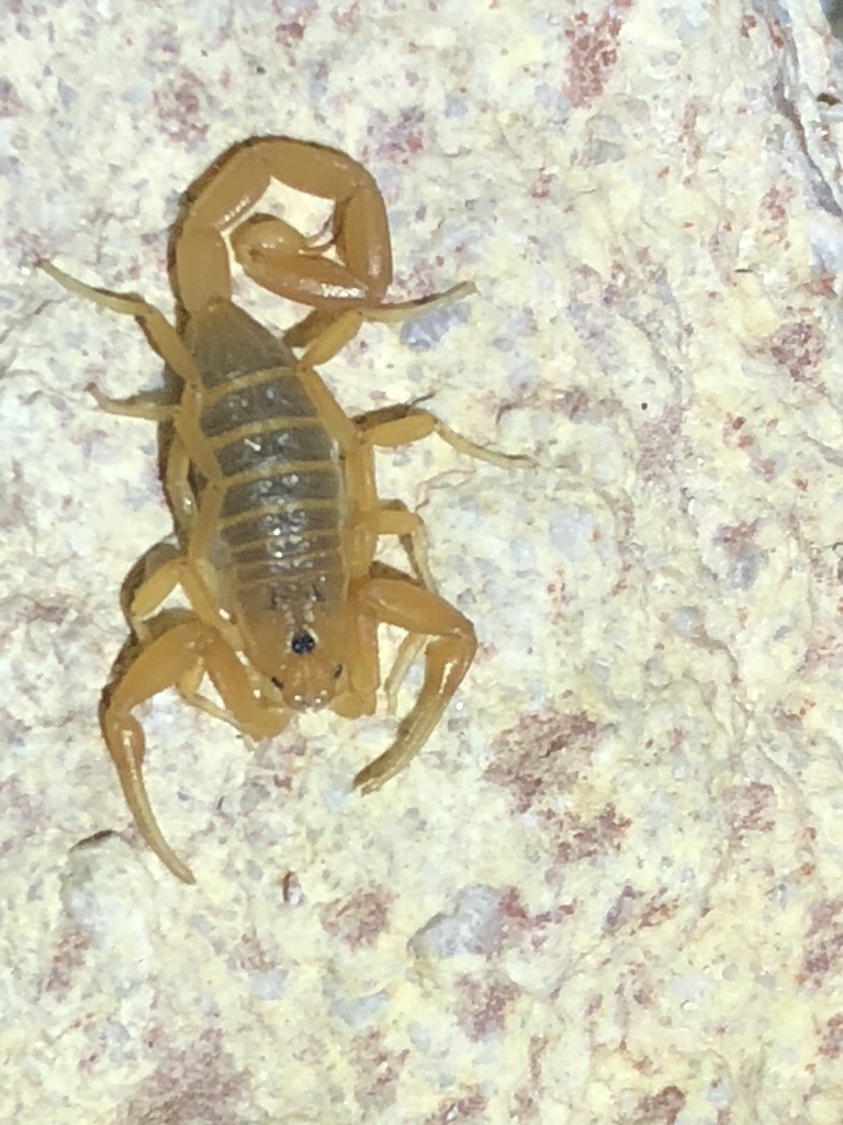 Arizona Bark Scorpion from Salome, AZ, US on November 02, 2019 at 07:14 ...