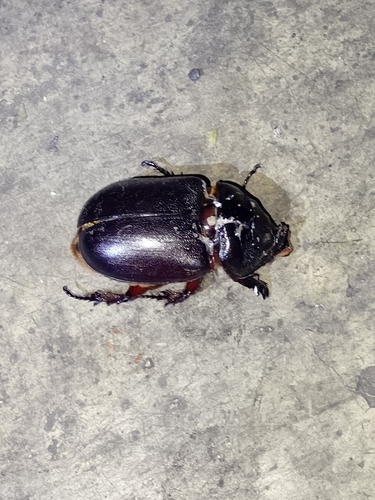 African Rhinoceros Beetle