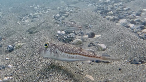 Torquigener flavimaculosus
