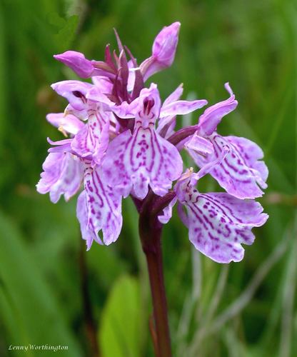 X Dactylodenia