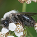 Melandrena - Photo (c) Henk Wallays, all rights reserved, uploaded by Henk Wallays