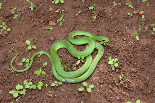 Green Water Snake